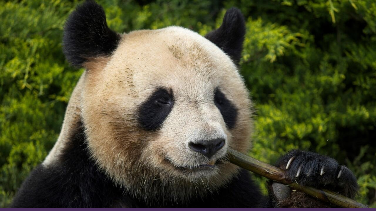 China's practice of gifting or loaning giant pandas to other countries as a form of soft diplomacy and a way to enhance its international image